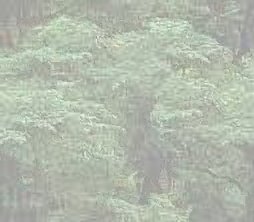 forest.jpg (11366 bytes)